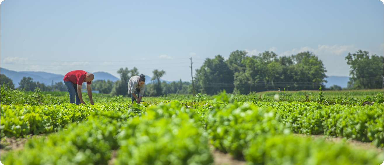 Organic Farming