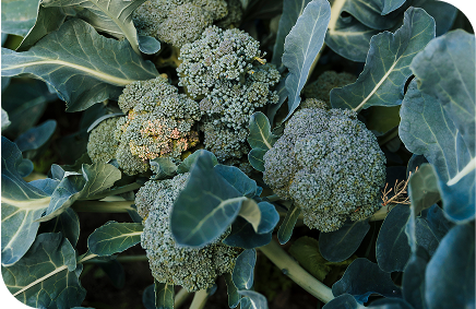 Broccoli