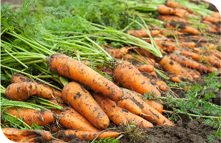 Carrots