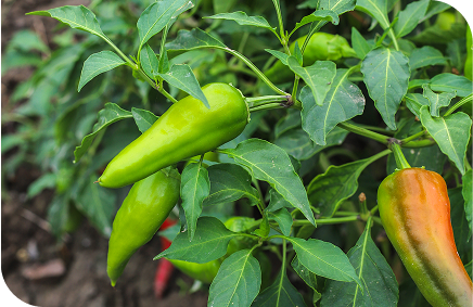 Chillies