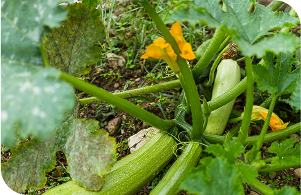 Cucumbers