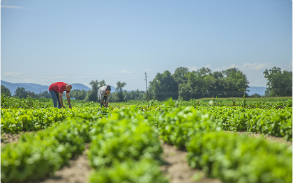 Organic Farming