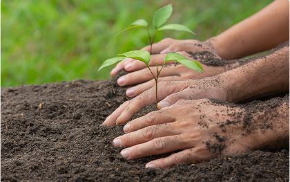Compost