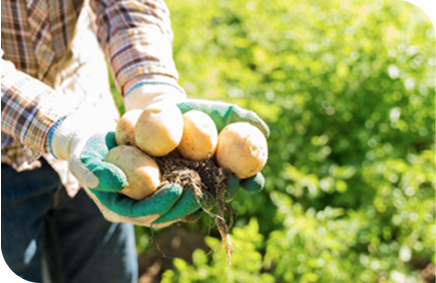 Organic Potatoes