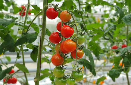 Organic Tomatoes