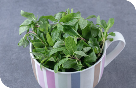 Tulsi