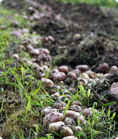 Harvest Season