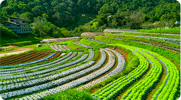 Vegetables